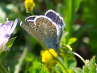 Common Blue - Copyright 2004 Phil Harris - Click to enlarge