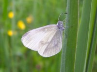 Wood White - Copyright 2004 Phil Harris - Click to enlarge