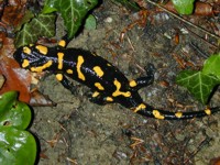 Fire Salamander - Copyright 2004 Robbin D. Knapp - Click to enlarge