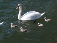 Mute Swan - Copyright 2004 Robbin D. Knapp - Click to enlarge