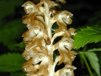 Bird's-nest Orchid - Copyright 2004 Robbin D. Knapp - Click to enlarge