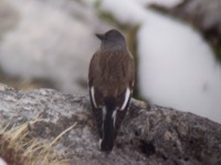 Snowfinch - Copyright 2004 Phil Harris - Click to enlarge