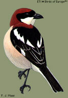 Woodchat Shrike (Lanius senator)